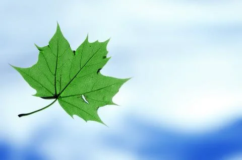Closeup of a green leaf from a tree, flying around below the sky. Stock Photos
