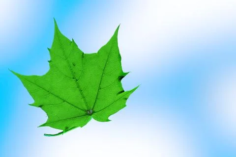 Closeup of a green leaf from a tree, flying around below the sky. Stock Photos