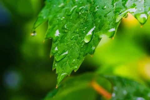 Closeup Green Leaf Veins Texture Covered with Rain Water Drops in Lush Gard.. Stock Photos
