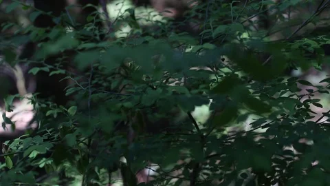 Closeup Of Green Leaves On Small Tree In A Forest Stock Footage 99940316