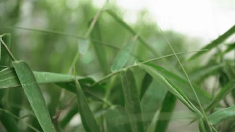 Closeup of Green leaves through two pillars in slow motion, cinematic shot 스톡 동영상 200249576