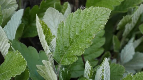 Closeup of green leaves waving on wind, slow motion, 60 fps Stock Footage 130481663