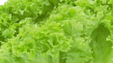 Closeup of green lettuce Stock Footage 8978470