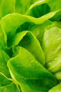 Closeup green lettuce Stock Photos