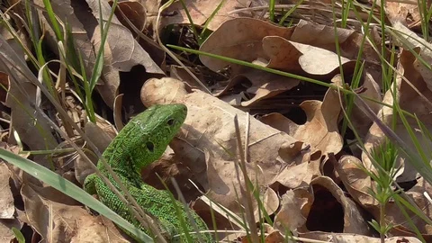 Closeup green lizard hide in a grass, outdoor natural scene Stock-Footage 129898815