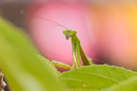 Closeup green Mantis on a leaf. Mantodea. Stock Photos