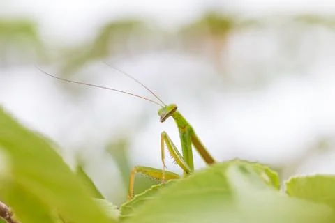 Closeup green Mantis on a leaf. Mantodea. Stock Photos