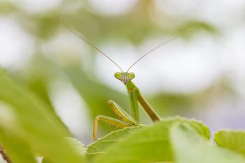 Closeup green Mantis on a leaf. Mantodea. Stock Photos