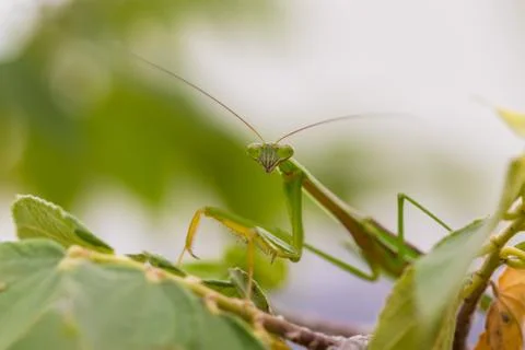 Closeup green Mantis on a leaf. Mantodea. Stock Photos