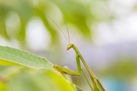 Closeup green Mantis on a leaf. Mantodea. Stock Photos