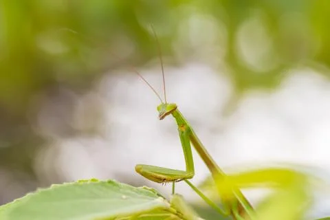 Closeup green Mantis on a leaf. Mantodea. Stock Photos