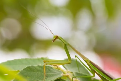 Closeup green Mantis on a leaf. Mantodea. Stock Photos