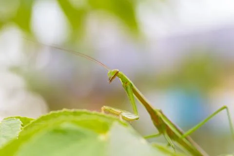 Closeup green Mantis on a leaf. Mantodea. Foto stock