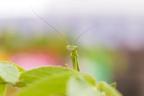 Closeup green Mantis on a leaf. Mantodea. Stock Photos