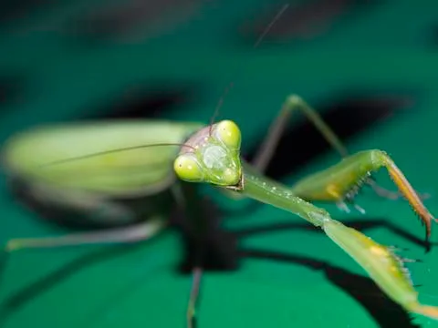 Closeup of a green mantis Foto stock