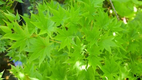 Closeup green maple leaf texture background Stock Photos
