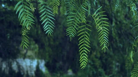 Closeup of green molle schinus leaf on branch, false pepper tree in cloudy day Stock Footage 272479433