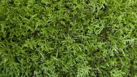 Closeup of Green moss Background Stock Photos