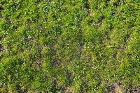 Closeup green moss background texture Stock Photos