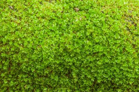 Closeup green moss Stock Photos