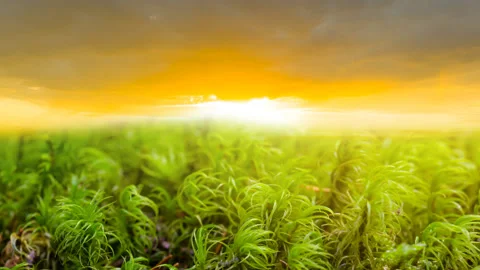 Closeup green moss on sunset background, natural botanical time lapse scene Stock-Footage 160113250
