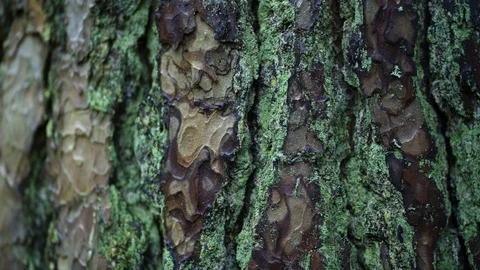 Closeup of a green mossy trunk Video stock 94355570