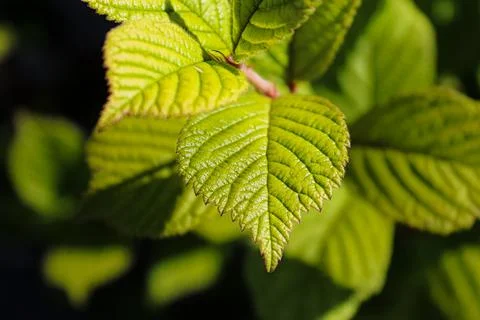Closeup of a green nanking cherry leaf Stock Photos