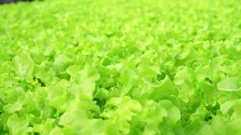 Closeup green oak lettuce leaf in farm Video stock 250307659