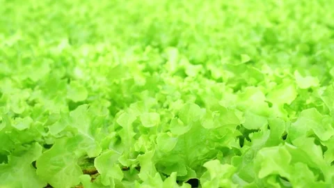 Closeup green oak lettuce leaf in farm Stock Footage 250307665