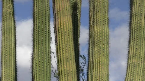 Closeup of Green Organ Pipe Cactus Arms Branches Thorns Spines Video stock 332247776