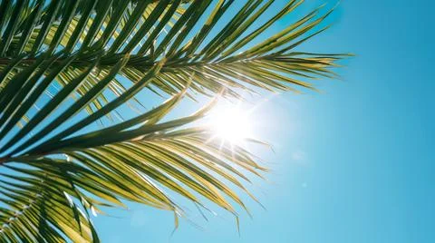Closeup on green palm tree leaf on beautiful clean water in pool background Stock Photos
