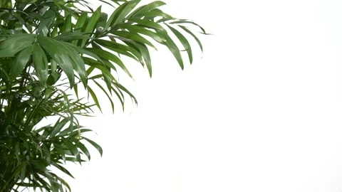 Closeup green palm tree leaves isolated on white background. Nature frame decor. Stock Footage 166986066