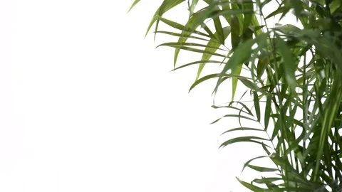 Closeup green palm tree leaves isolated on white background. Nature frame decor. Vídeos de archivo 169131279