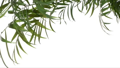 Closeup green palm tree leaves isolated on white background. Nature frame decor. Stockbeeldmateriaal 169679074