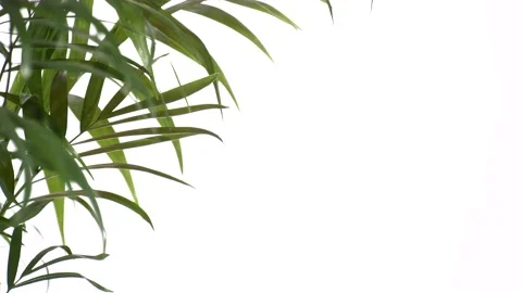 Closeup green palm tree leaves isolated on white background. Nature frame decor. 스톡 동영상 169903788