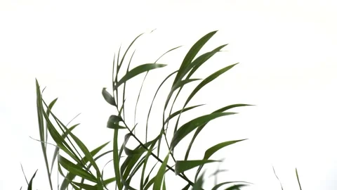 Closeup green palm tree leaves isolated on white background. Nature frame decor. Vídeos de archivo 170351702
