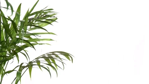 Closeup green palm tree leaves isolated on white background. Nature frame decor. 스톡 동영상 170532759