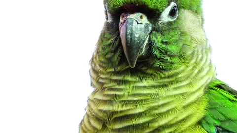 Closeup of a green parakeet under the lights against a white background shot in Stock Footage 150486176