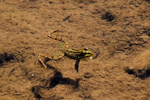 Closeup of a green patterned small frog swimming in the water 写真素材