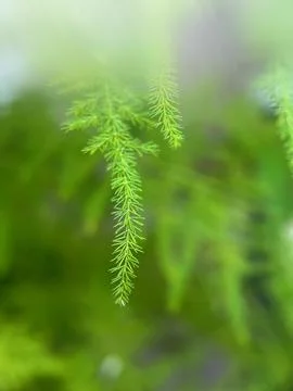 Closeup Of Green Pine Needles Stock Photos