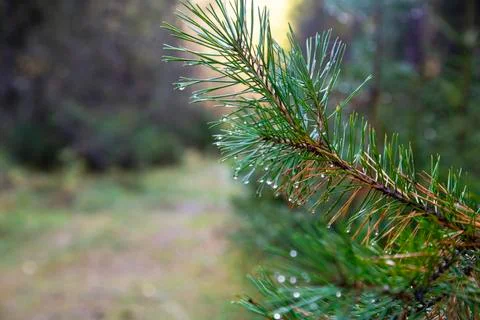 Closeup of green pine tree branches after rain in forest. Spruce tree after t Stock Photos