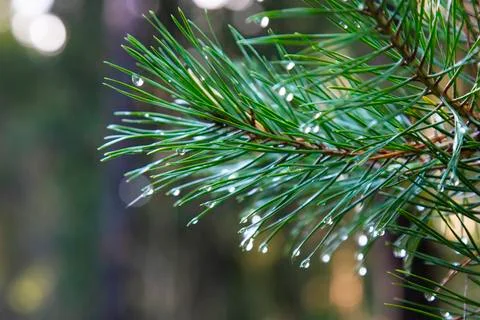Closeup of green pine tree branches after rain in forest. Spruce tree after t Stock Photos