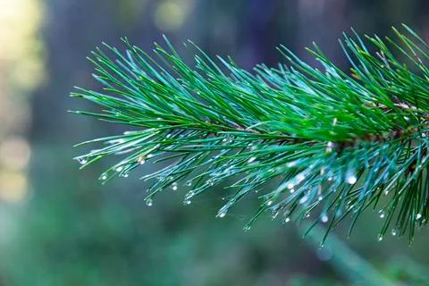 Closeup of green pine tree branches after rain in forest. Spruce tree after t Stock Photos