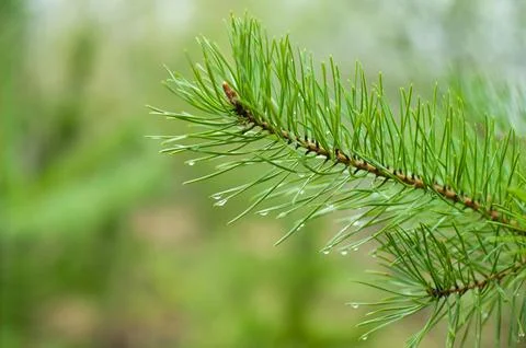 Closeup of green pine tree branches after rain in forest Stock Photos