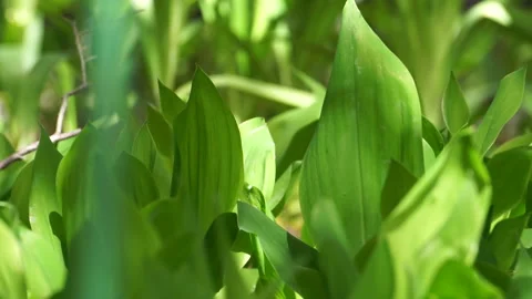 CLOSEUP GREEN PLANT Stock Footage 194021845