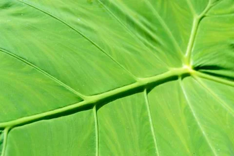 Closeup of a Green Plant Leaf Texture Stock Photos