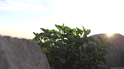 Closeup green plants with rocks in background at sunrise/sunset. HD video Vidéo 76722455