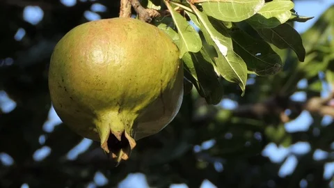 Closeup of green pomegranate 動画素材 116503270