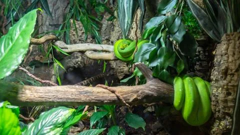 Closeup of a green Python in the terrarium Stock Photos