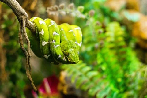 Closeup of a green python on a tree branch Foto stock